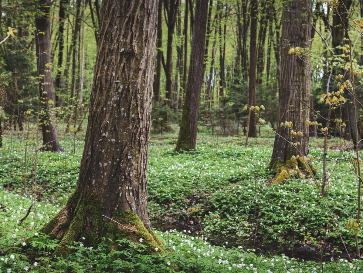 Vila Lesna 21 Dom Polnoc Przy Zalew Siemianowka Luka Exteriér fotografie