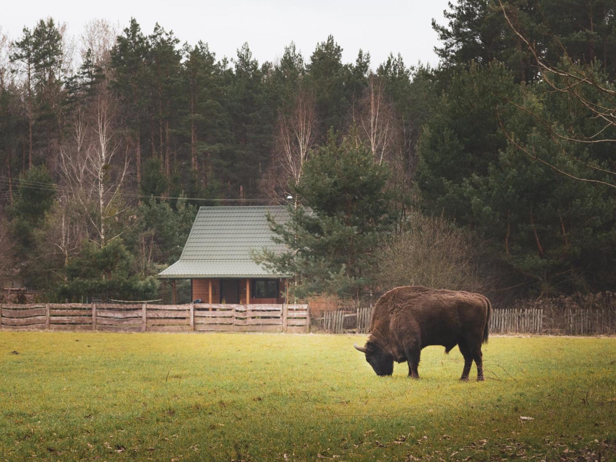 Vila Lesna 21 Dom Polnoc Przy Zalew Siemianowka Luka Exteriér fotografie